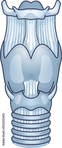 Illustration of the larynx showing vocal cords and cartilage structure.