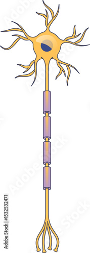 Illustration of a neuron with dendrites, axon, and myelin sheath, symbolizing neural communication.