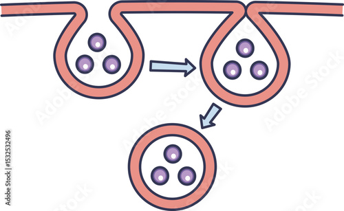 Illustration of pinocytosis showing cell membrane engulfing fluid particles.