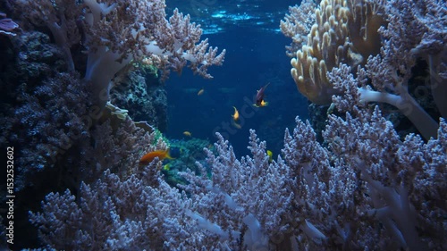 Colorful reef fish swimming around a waving coral reef