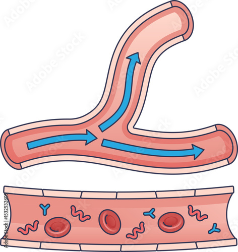 Illustration of blood vessels showing blood flow and cells.