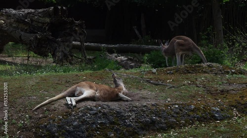 Relaxed kangaroo lying on grass while another hops in the background
