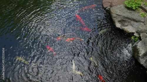 Colorful koi fish swimming beneath the surface of a pond