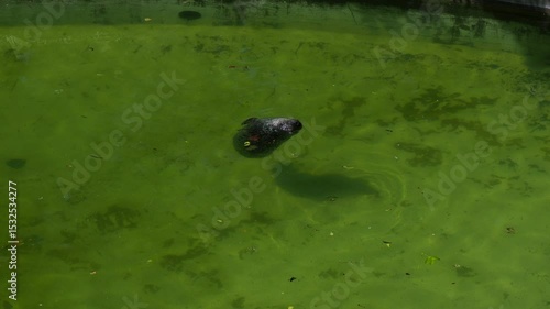 Seals swimming in clear water on a sunny day