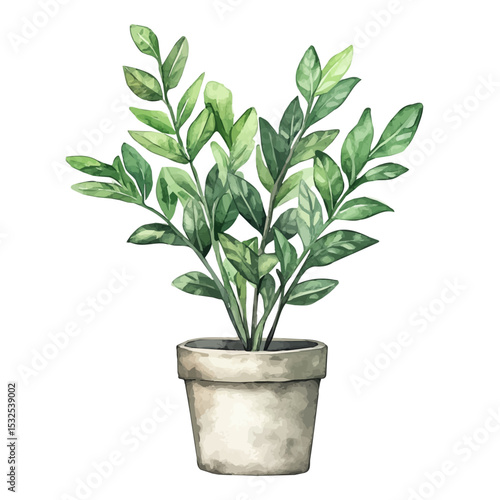 A ZZ Plant, watercolor drawing vector, isolated on a white background.