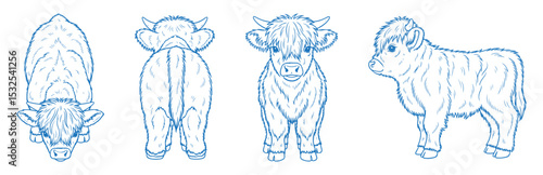 Hand drawn baby Highland cow vector illustration showing side, front, back, and top views of a fluffy calf with shaggy hair, perfect for farm, rustic, cute, vintage, and livestock-themed design projec