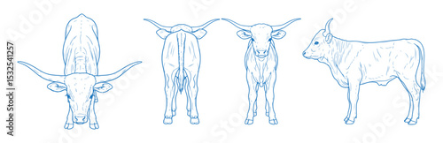 Hand drawn baby Texas Longhorn cow vector illustration showing side, front, back, and top views of a young calf with small curved horns, ideal for western, farm, rustic, and vintage-themed design proj