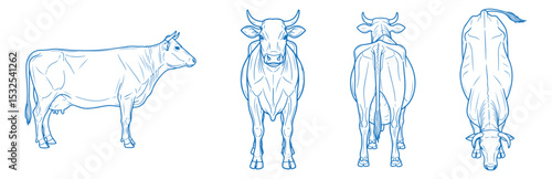 Hand drawn cow vector illustration showing side, front, back, and top views of a generic farm cattle breed, ideal for agricultural, dairy, vintage, rustic, and livestock-themed design and branding

