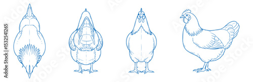 Hand drawn chicken vector illustration showing side, front, back, and top views of a farm hen, perfect for poultry, agriculture, rustic, vintage, and farm-themed design, packaging, and branding projec