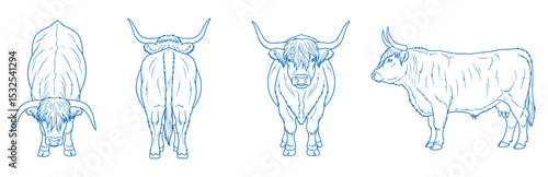 Hand drawn Highland cow vector illustration showing side, front, back, and top views of shaggy long-haired cattle with horns, perfect for farm, rustic, vintage, and livestock-themed designs