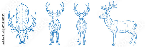 Hand drawn deer vector illustration showing side, front, back, and top views of a graceful wild animal with antlers, ideal for forest, wildlife, rustic, vintage, and outdoor-themed design and branding
