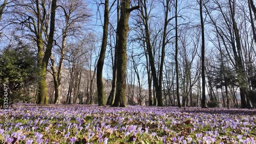 Wallpaper Mural A spring carpet of blooming purple crocuses covering the ground in a park among tall trees, vibrant field of flowers in the peaceful forest meadow with tall trees across the park.  Torontodigital.ca