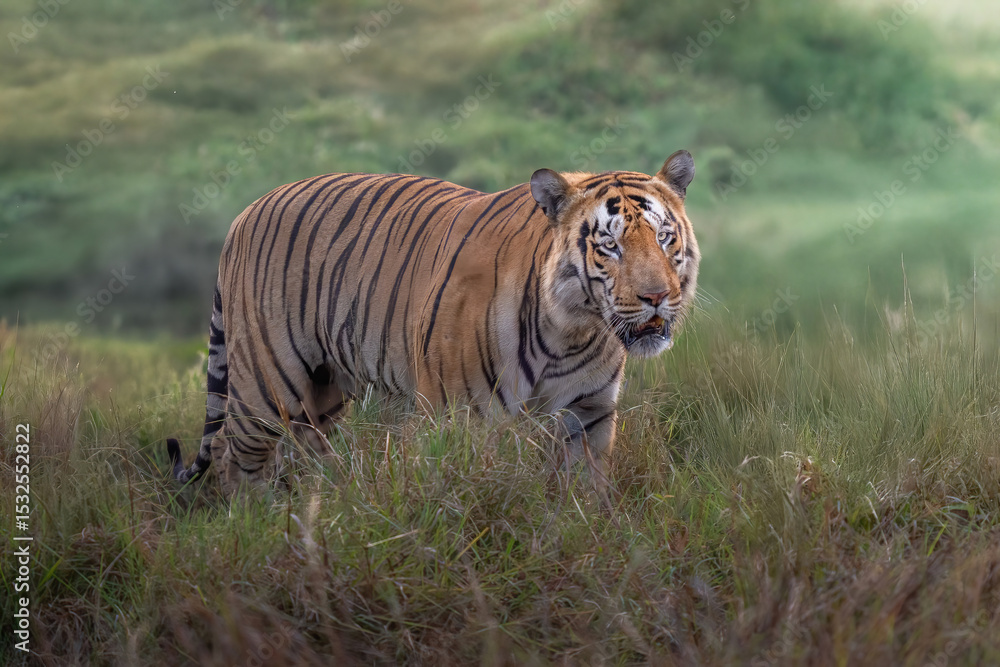 Obraz premium Male Tiger 