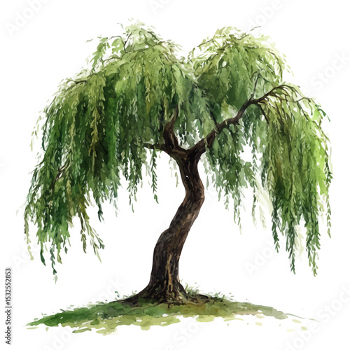 A Willow Tree, watercolor illustration vector, isolated on a white background.