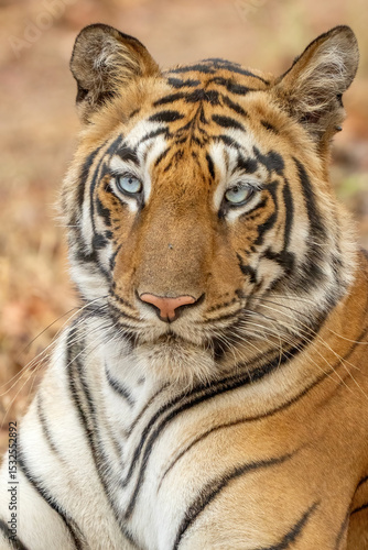 Blue eyes Tiger