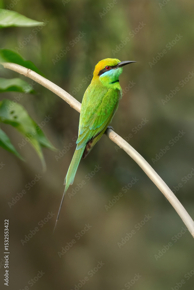 Obraz premium Asian Green Bee-eater 