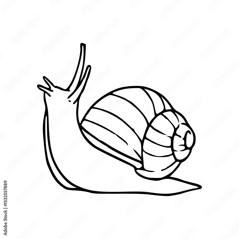 Fototapeta premium garden snail line art illustration