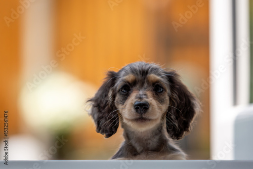 8 week old long haired miniature daschund puppy, Image shows a lone tabby or dapple puppy enjoying a warm day in the garden
