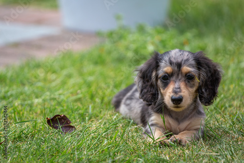 Photography 8 week old long haired miniature daschund puppy, Image shows a lone tabby or dap