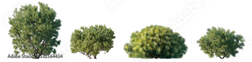 Tableau sur toile Pinus mugo bush\shrub isolated png on a transparent background premium cutout (d