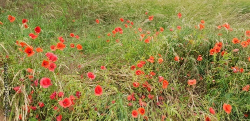 Poppies in the wild 