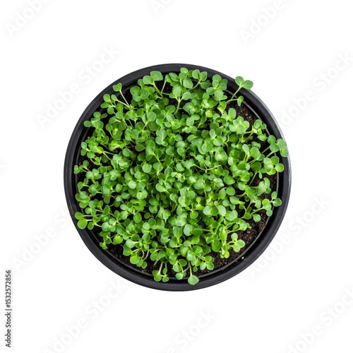 Aerial View of Fresh Green Microgreens in a Black Pot