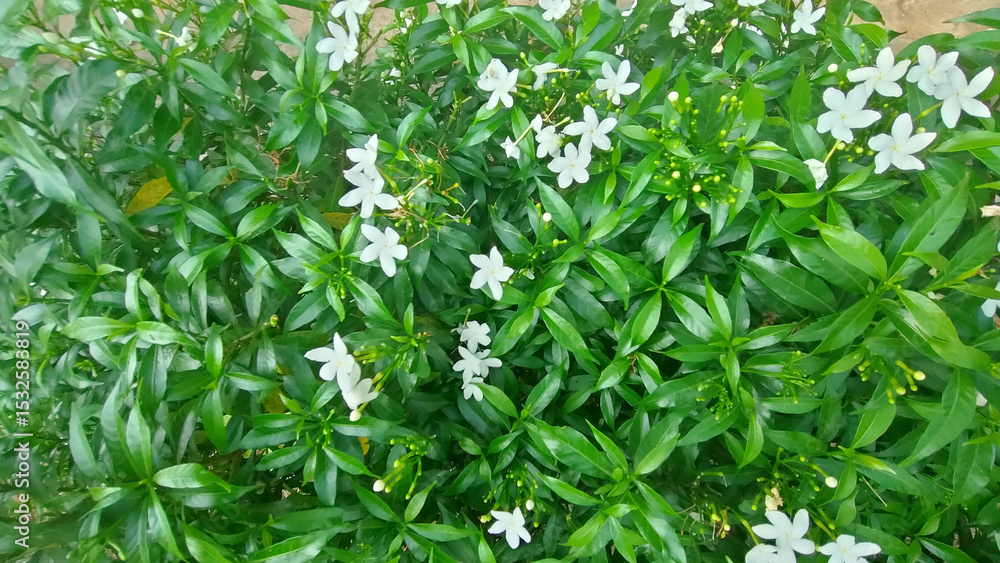 A bush with white flowers A bush with white flowers