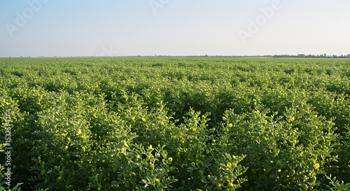 Thriving Green Chickpea Field - Sustainable Legume Farming Landscape 