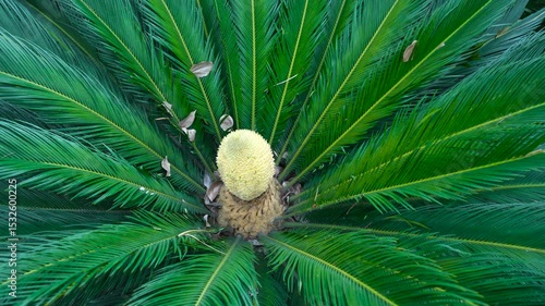 The ornamental green plant cycas in the courtyard