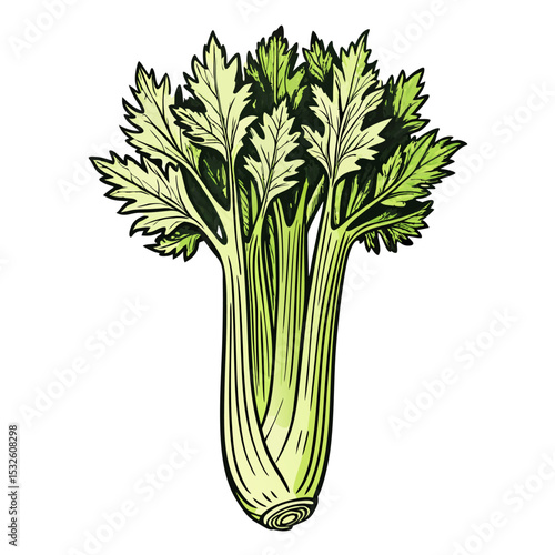 Fresh celery stalk illustration with green leaves on white background