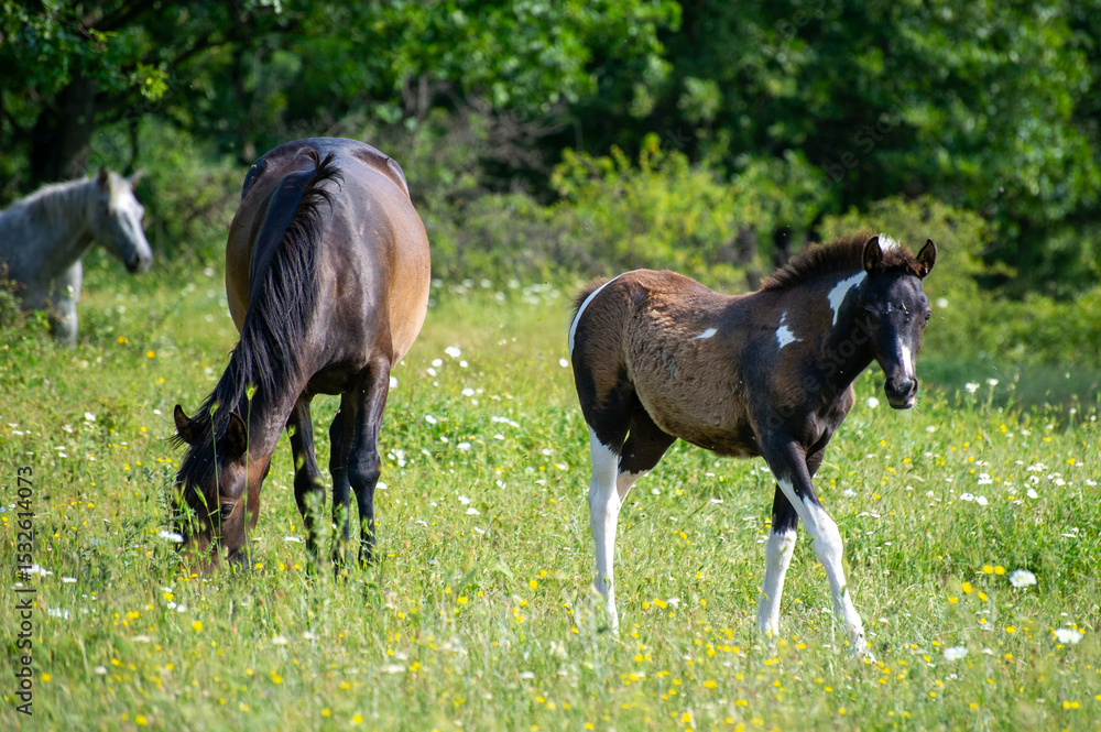 Fototapeta premium horses on the meadow