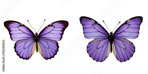 Wallpaper Mural Purple Butterfly with spread wings isolated on transparent background displaying intricate wing patterns and vibrant purple coloration on dark backdrop Torontodigital.ca