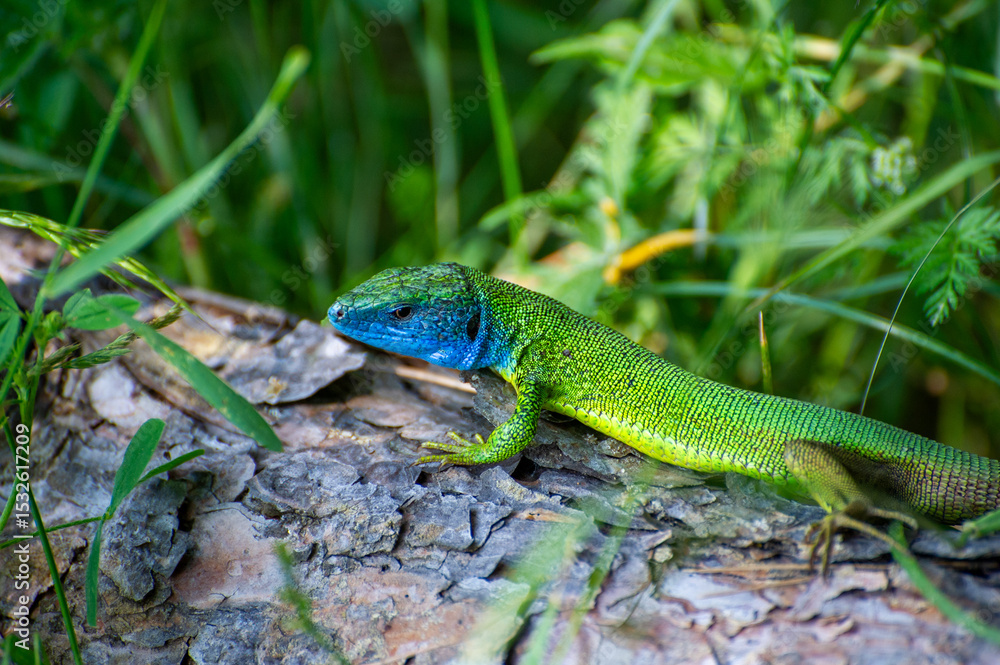 Fototapeta premium european green lizard on a tree