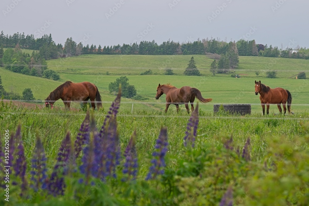 horses in meadow with lupine flowers horses in meadow with lupine flowers