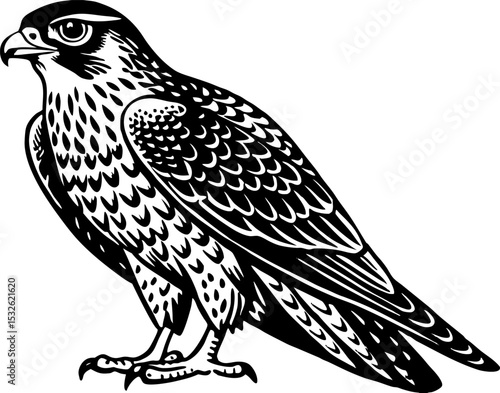 A hawk perched with sharp eyes, isolated on a white background. Goshawk Silhouette Vector | Black and White Goshawk Bird 