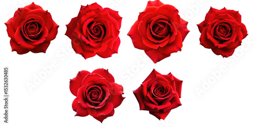 Fototapeta Naklejka Na Ścianę i Meble -  Collection of six red roses viewed from above showcasing intricate petal details on a transparent background ideal for floral compositions and designs.
