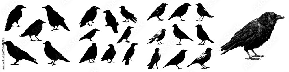 Obraz premium A set of isolated silhouette of crows, including a single crow and a bird, is referred to as Vector