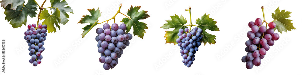 Fototapeta premium Bunches of ripe grapes with varying colors and sizes, detailed closeup on a transparent background, showcasing clusters with green leaves, isolated for clear visibility