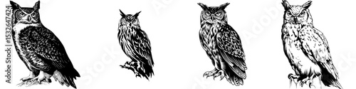 Modern black color silhouette illustration of an owl bird for use in icons, logos, posters, and banners, depicting an abstract wild animal isolated without a background, suitable for zoos, hunting