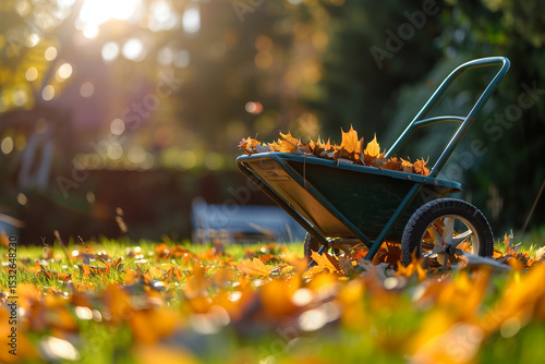 Wheelbarrow with rakes and fallen leaves on green lawn. Autumn cleanup or gardening work concept.
