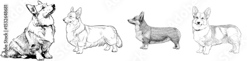 The modern silhouette illustration features a Cardigan Welsh Corgi in full body