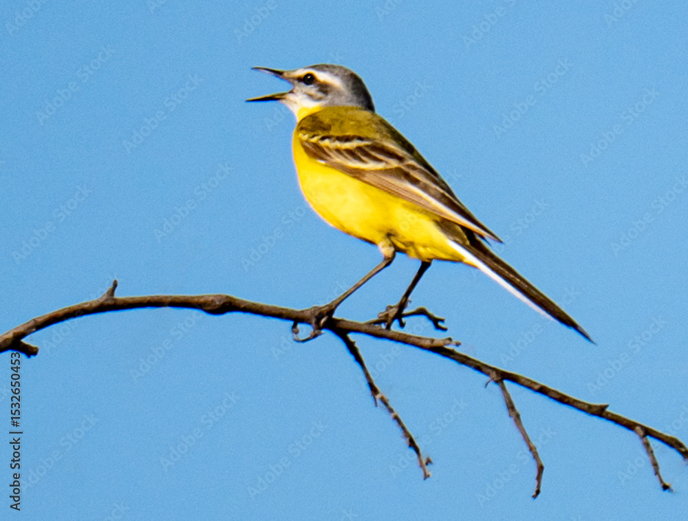 Obraz premium Yellow wagtail
