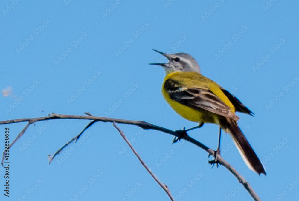 Fototapeta premium Yellow wagtail