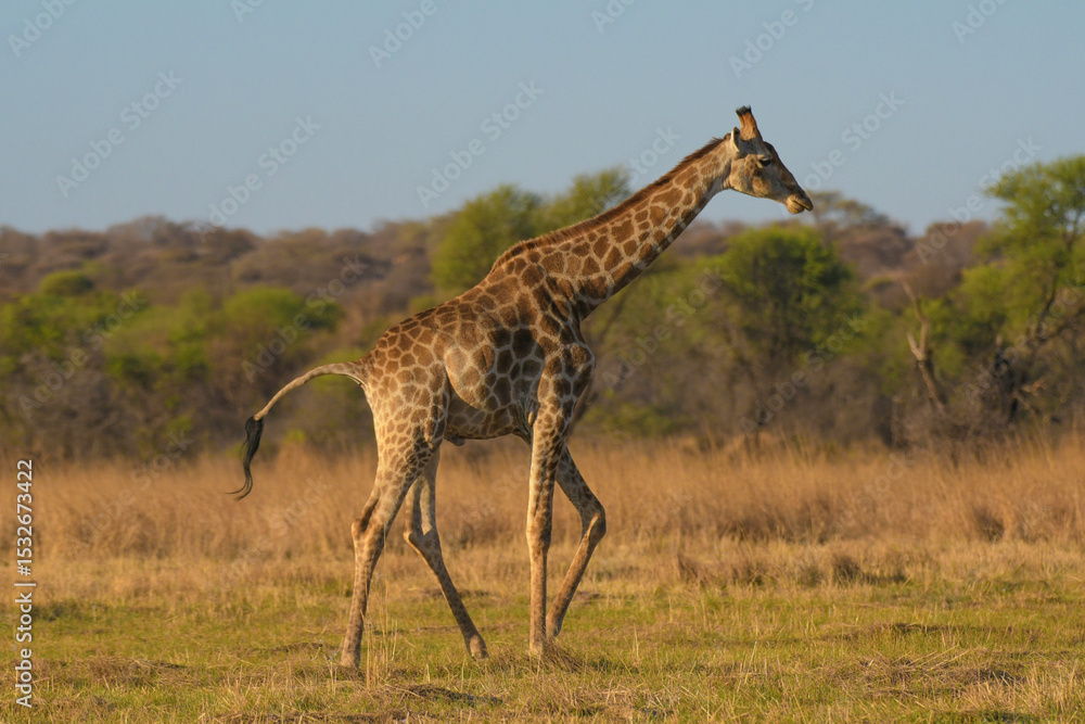 Obraz premium Tall Giraffe in an african safari in Pilanesberg park