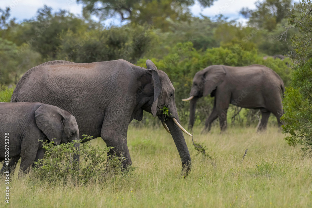 Fototapeta premium Elephant baby landscape in Kruger national park safari