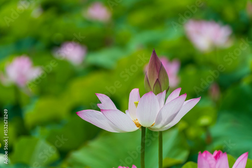 開き始めた蓮の花と蕾の対比