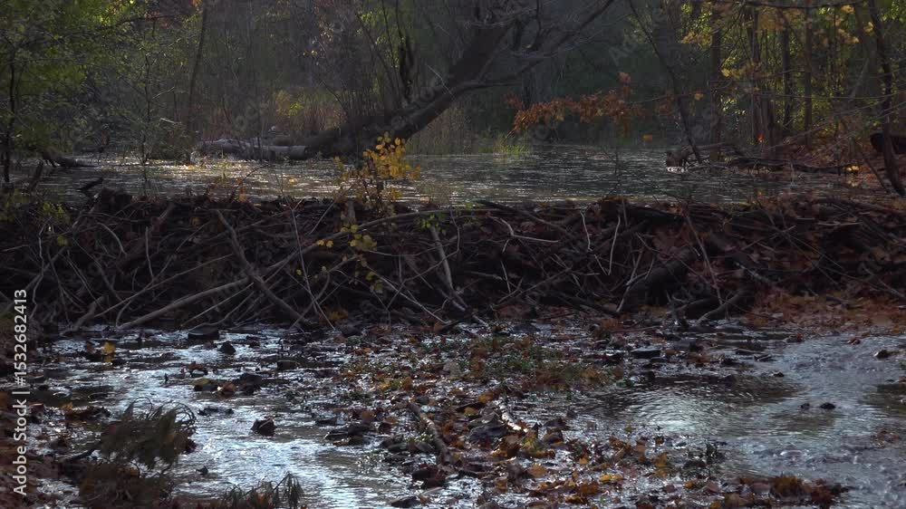 A beaver dam holds back the water from a creek during a sunny day in the forest during fall. A beaver dam holds back the water from a creek during a sunny day in the forest during fall.