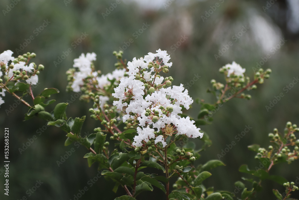 Close up white Tabebuia rosea blossom Close up white Tabebuia rosea blossom