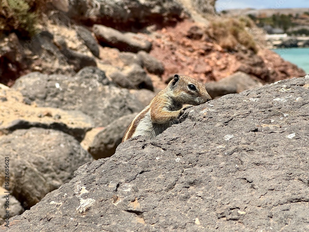 Eichhörnchen auf dem Felsen Eichhörnchen auf dem Felsen