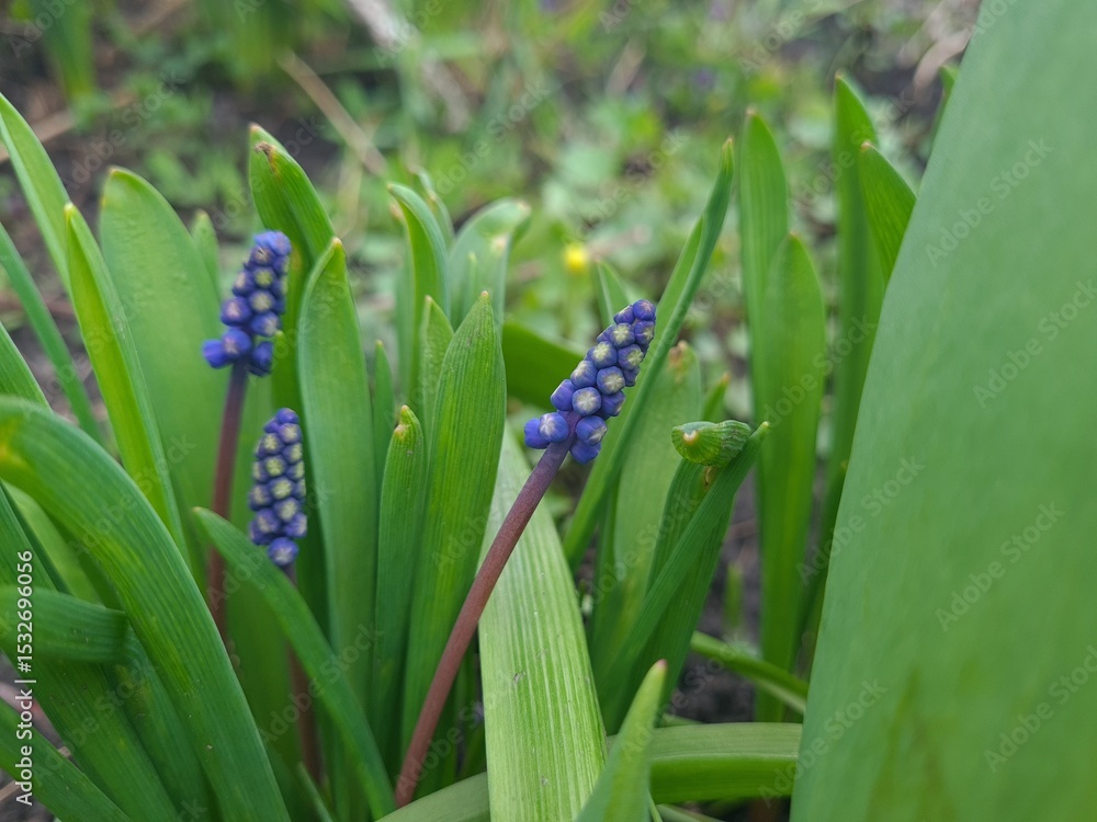Fototapeta premium Blooming Blue Muscari: A Delicate Springtime Garden Display 